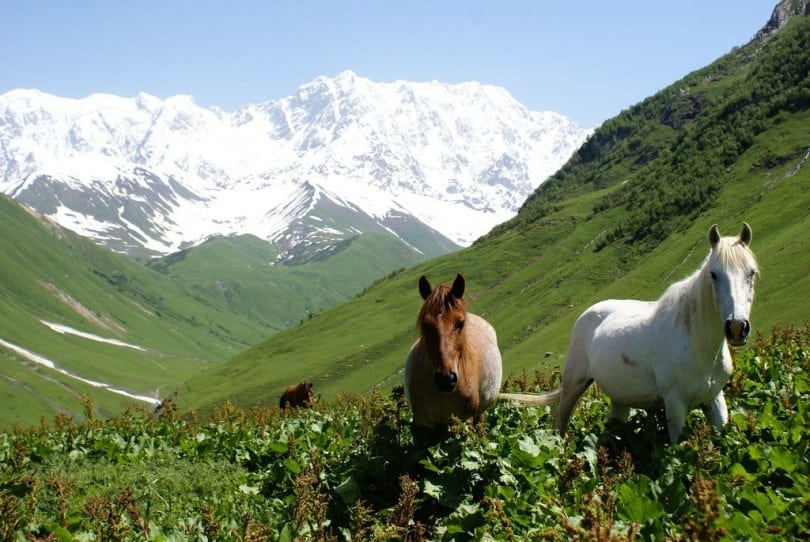 سعر فيزا جورجيا للسعوديين