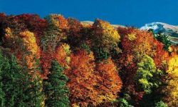 الغابة الصنوبرية في باكورياني