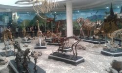 متحف لعرض حيوانات ونباتات مدينة شكي