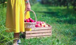 مزارع-التفاح-قوبا